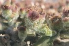 Mesembryanthemum crystallinum